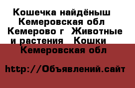 Кошечка-найдёныш - Кемеровская обл., Кемерово г. Животные и растения » Кошки   . Кемеровская обл.